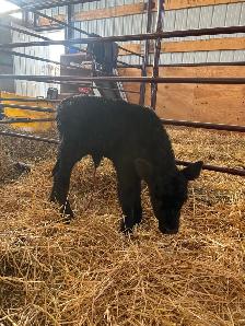 sim/angus baby calf