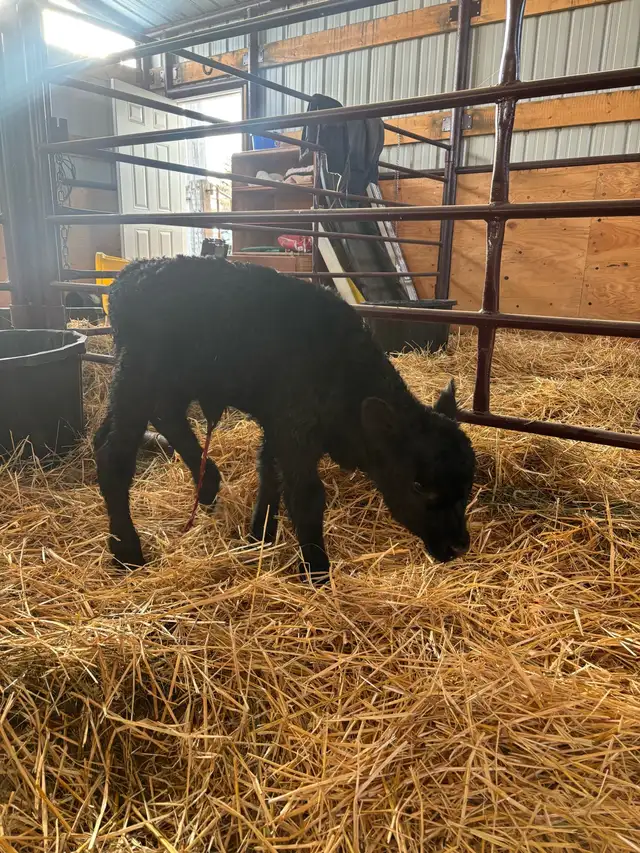 sim/angus baby calf - Photo 2