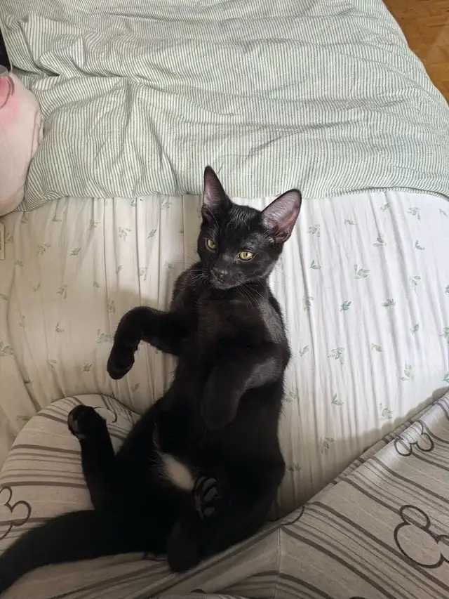 Black cat for sale - Photo 2