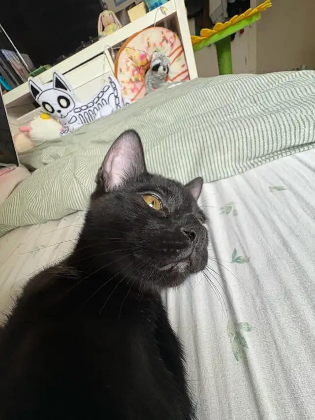 Black cat for sale - Photo 3