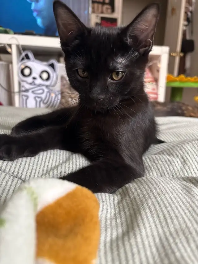 Black cat for sale - Photo 4