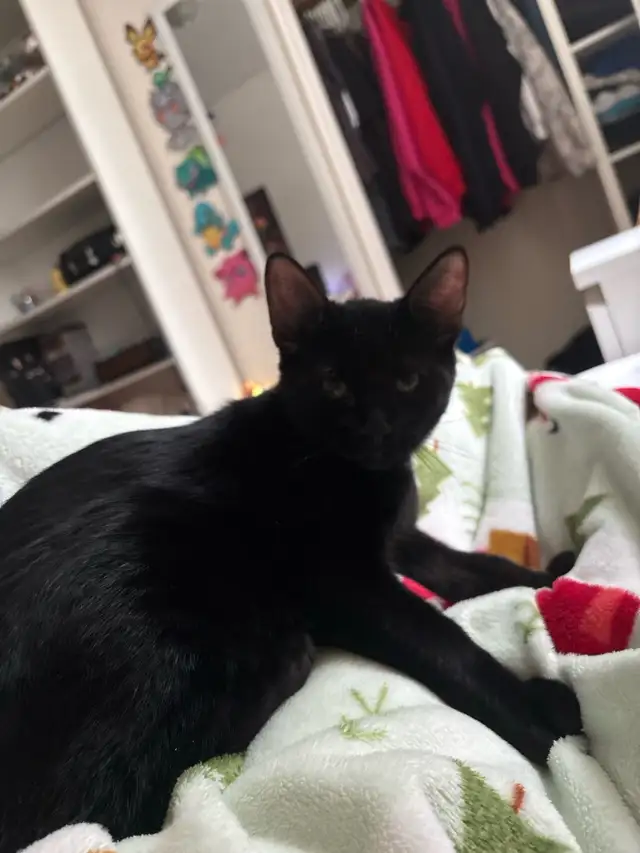 Black cat for sale - Photo 5