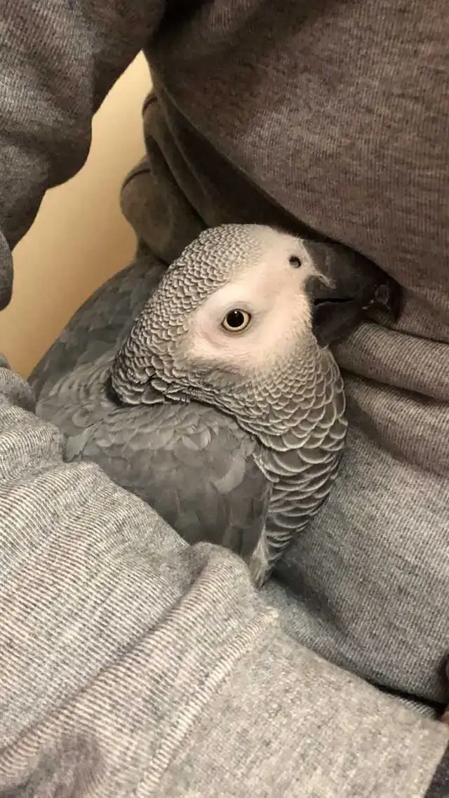 Refuge pour perroquet a besoin de votre aide - Photo 2