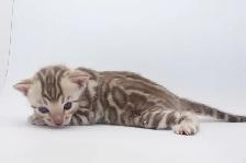 TICA Registered Bengal Kittens