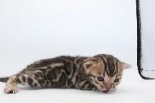 TICA Registered Bengal Kittens - Photo 2