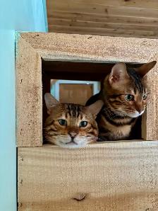 TICA Registered Bengal Kittens - Photo 8