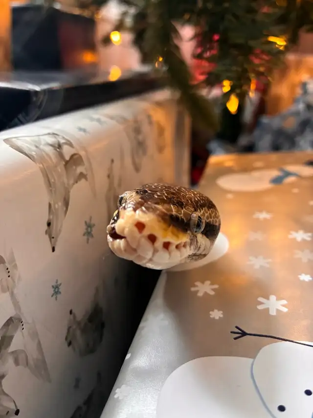 Free 4 year old snake with tank and accessories