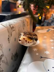 Free 4 year old snake with tank and accessories