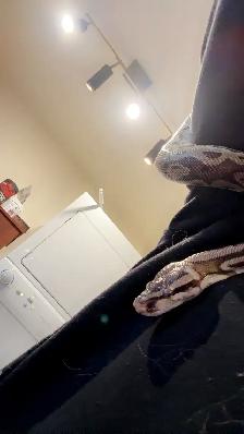 Free 4 year old snake with tank and accessories - Photo 2