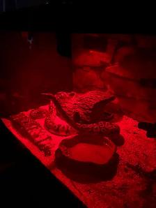 Free 4 year old snake with tank and accessories - Photo 3