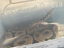Free 4 year old snake with tank and accessories - Photo 4