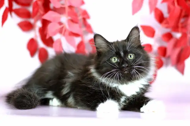 Siberian kittens - Photo 3