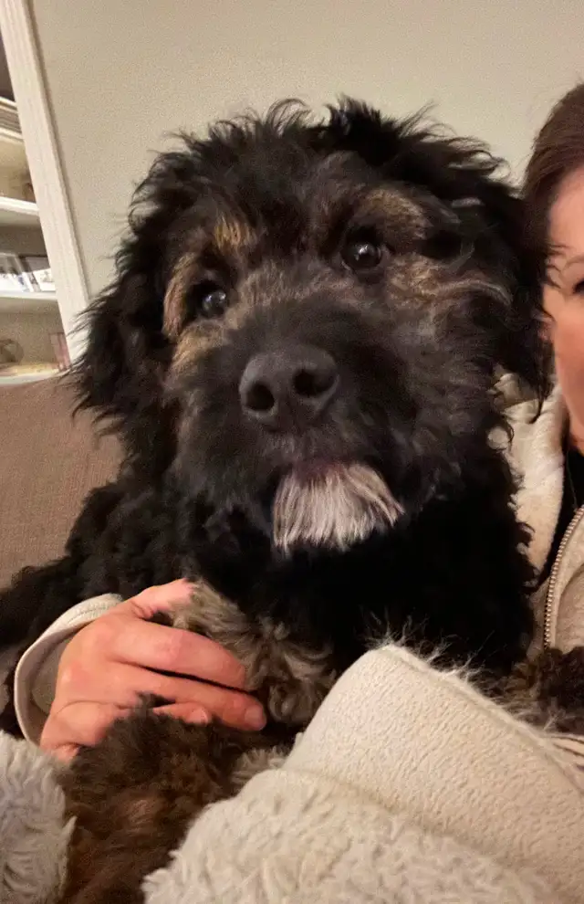 Guardian Home Opportunity- F1 Goldendoodle