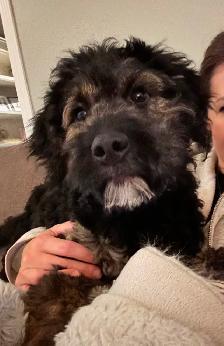 Guardian Home Opportunity- F1 Goldendoodle