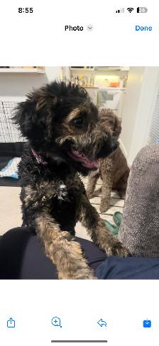 Guardian Home Opportunity- F1 Goldendoodle - Photo 2