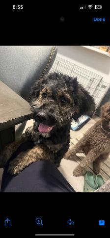 Guardian Home Opportunity- F1 Goldendoodle - Photo 3