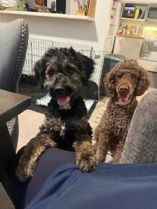 Guardian Home Opportunity- F1 Goldendoodle - Photo 4