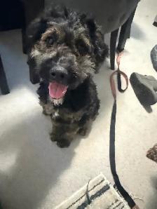 Guardian Home Opportunity- F1 Goldendoodle - Photo 5