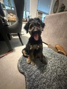 Guardian Home Opportunity- F1 Goldendoodle - Photo 6