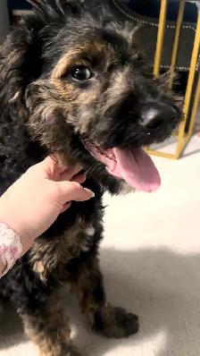 Guardian Home Opportunity- F1 Goldendoodle - Photo 7