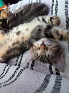 Chatons à vendre - Photo 3