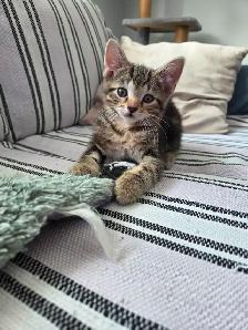 Chatons à vendre - Photo 5