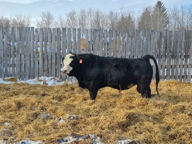 Black Simmental Bulls