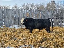 Black Simmental Bulls