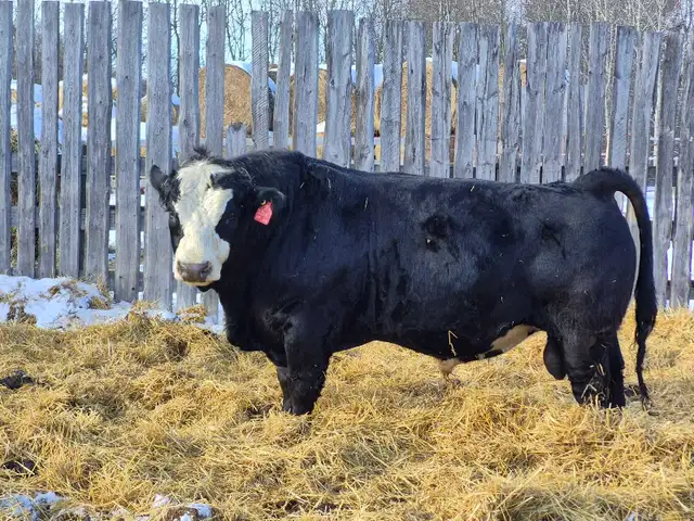 Black Simmental Bulls - Photo 2