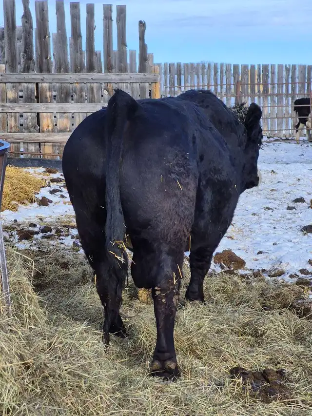 Black Simmental Bulls - Photo 3