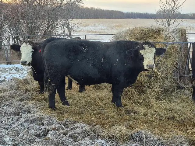 Black Simmental Bulls - Photo 4