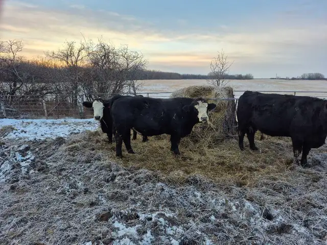 Black Simmental Bulls - Photo 5