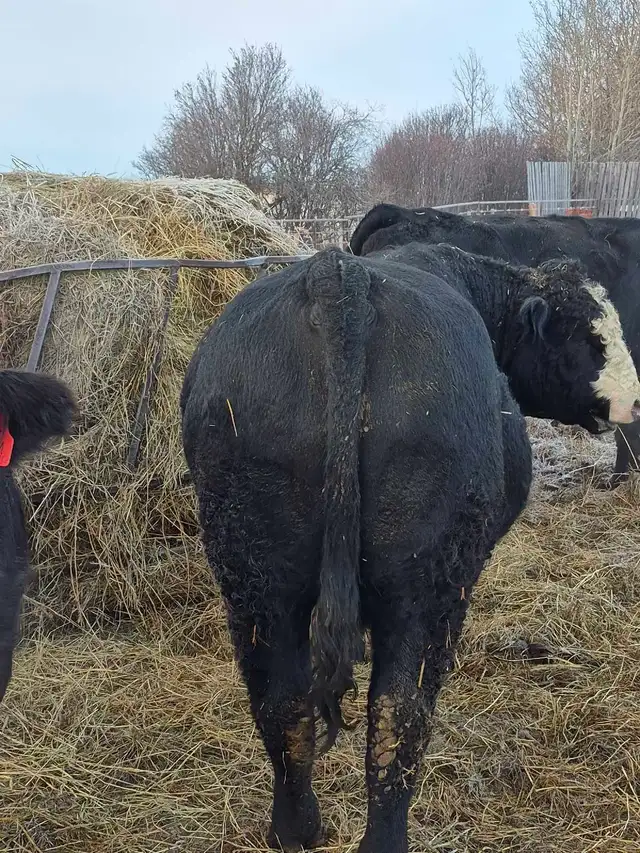Black Simmental Bulls - Photo 6