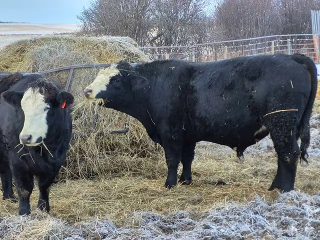Black Simmental Bulls - Photo 7