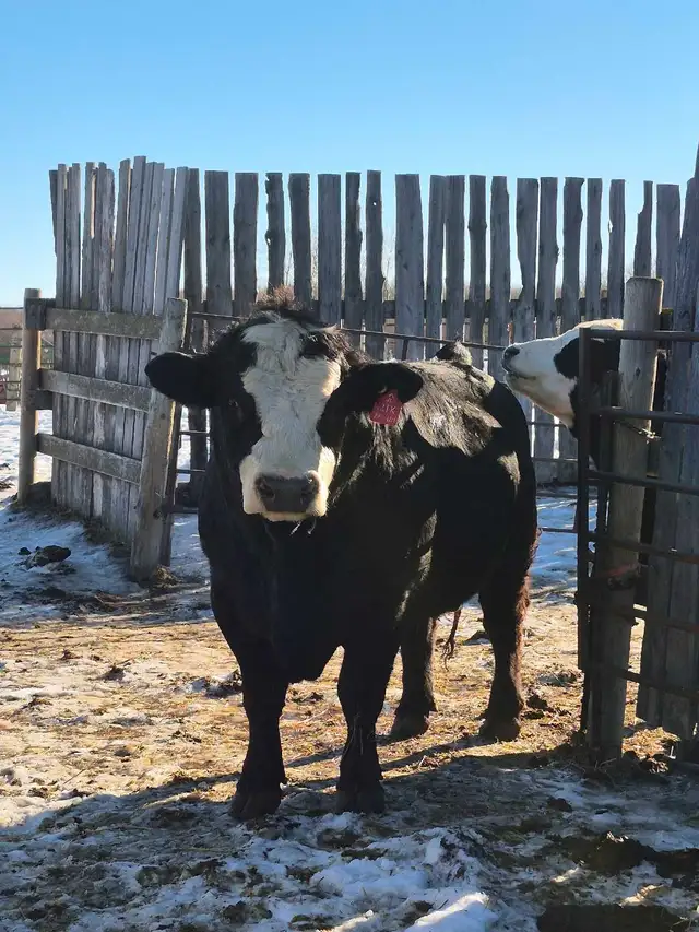 Black Simmental Bulls - Photo 8