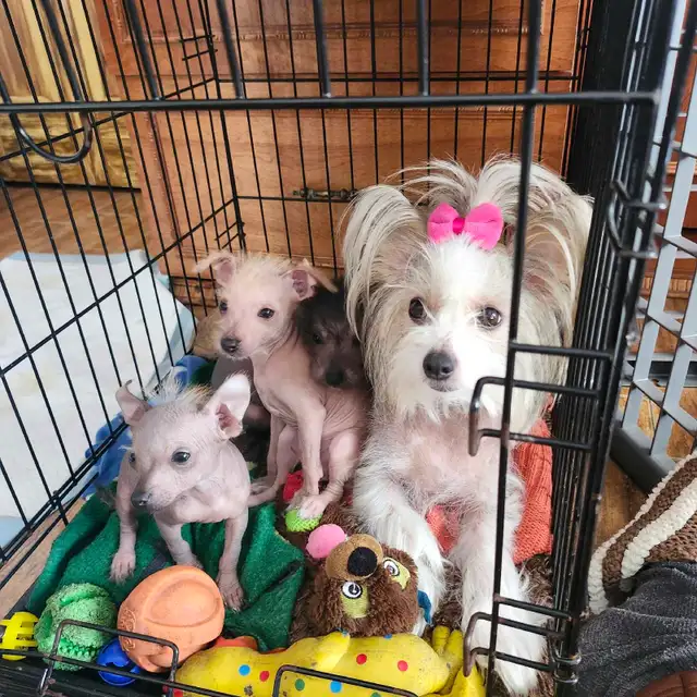 chiots chinois a crête et poilu