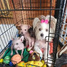 chiots chinois a crête et poilu