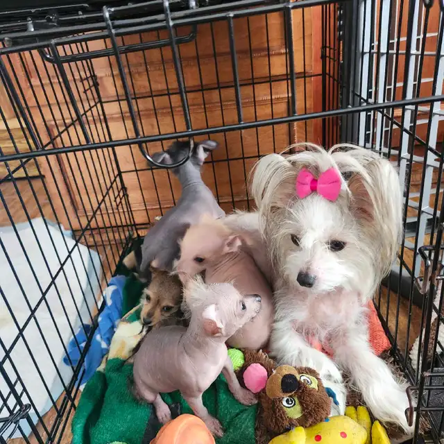 chiots chinois a crête et poilu - Photo 2