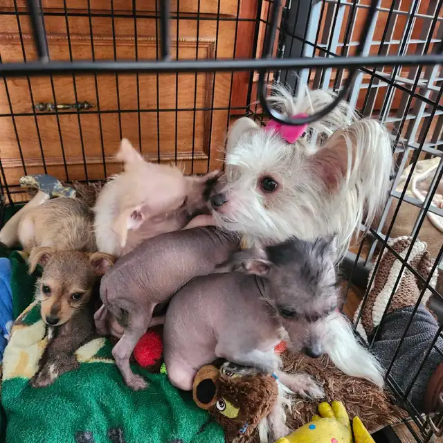 chiots chinois a crête et poilu - Photo 3