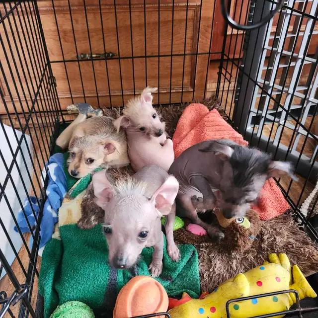 chiots chinois a crête et poilu - Photo 4