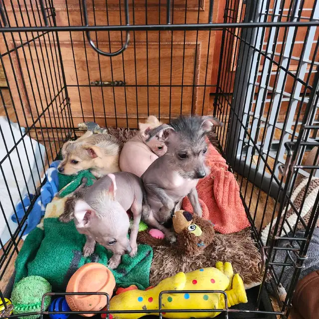 chiots chinois a crête et poilu - Photo 5