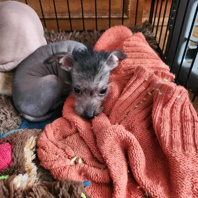 chiots chinois a crête et poilu - Photo 6