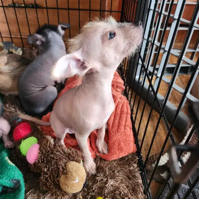 chiots chinois a crête et poilu - Photo 7