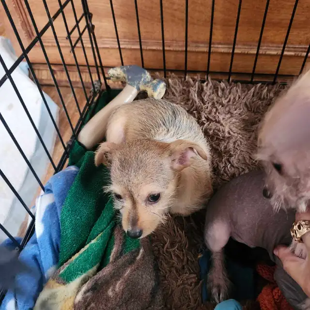 chiots chinois a crête et poilu - Photo 8