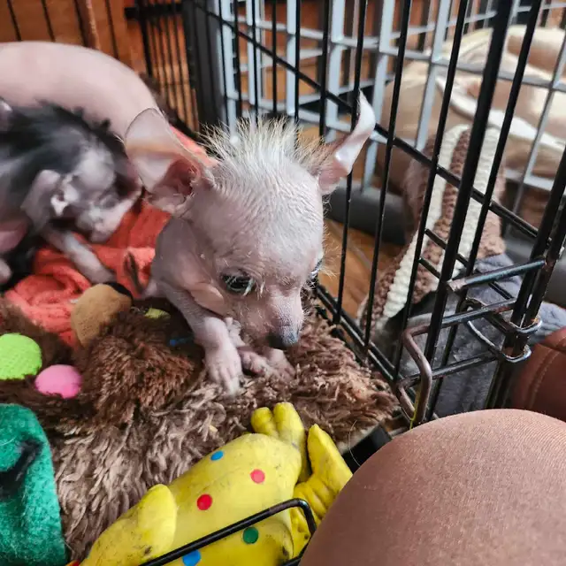 chiots chinois a crête et poilu - Photo 9