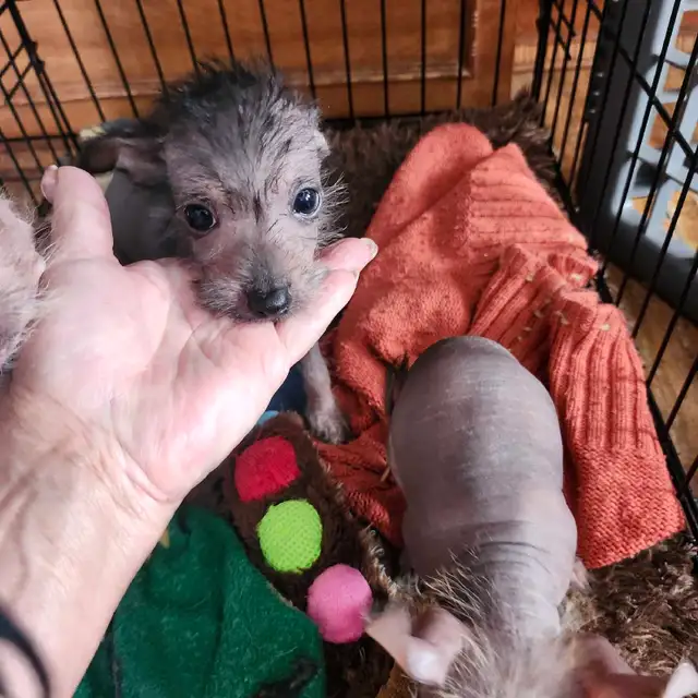 chiots chinois a crête et poilu - Photo 10