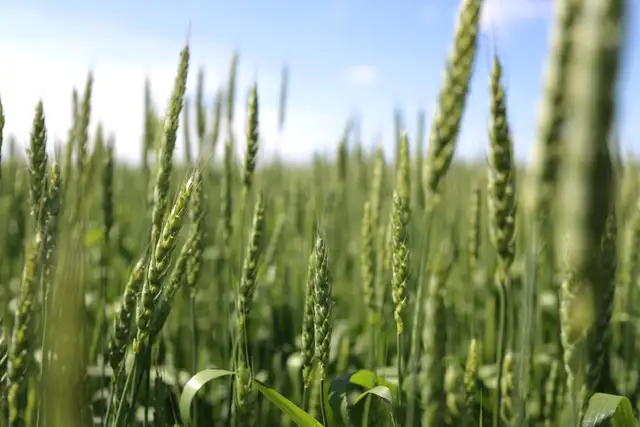 Farm Hand Needed - Full Time - Photo 6