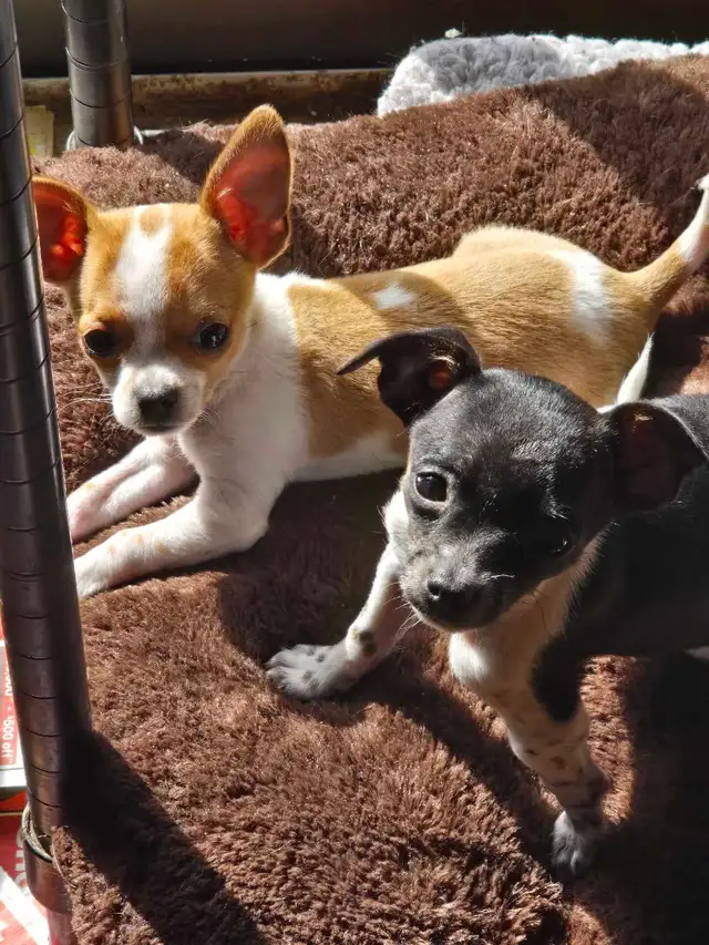 Puppy's  3 months Old