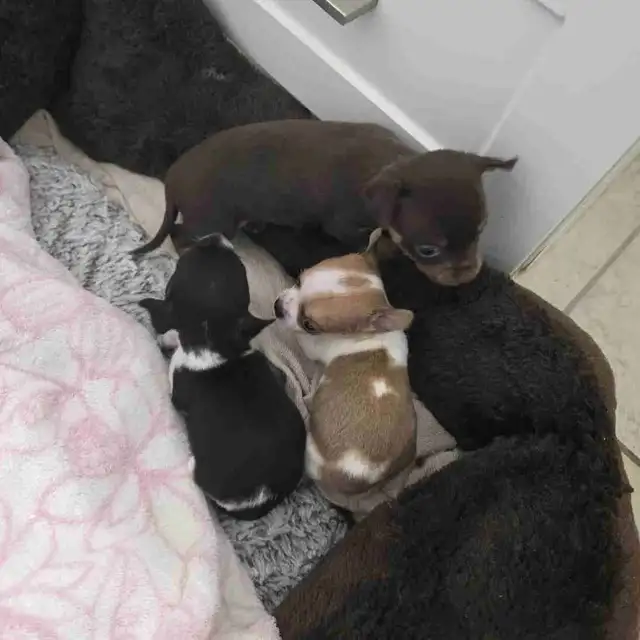 Puppy's  3 months Old - Photo 2