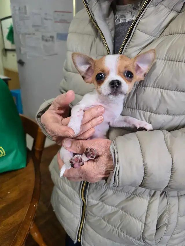 Puppy's  3 months Old - Photo 4